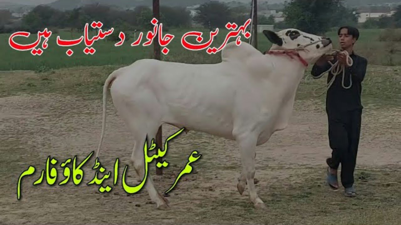 fathjangi#heavy bulls#dani breed❤️Alhumdulillah⚡ 😘💣💯Umar Cattle & Cow Farm