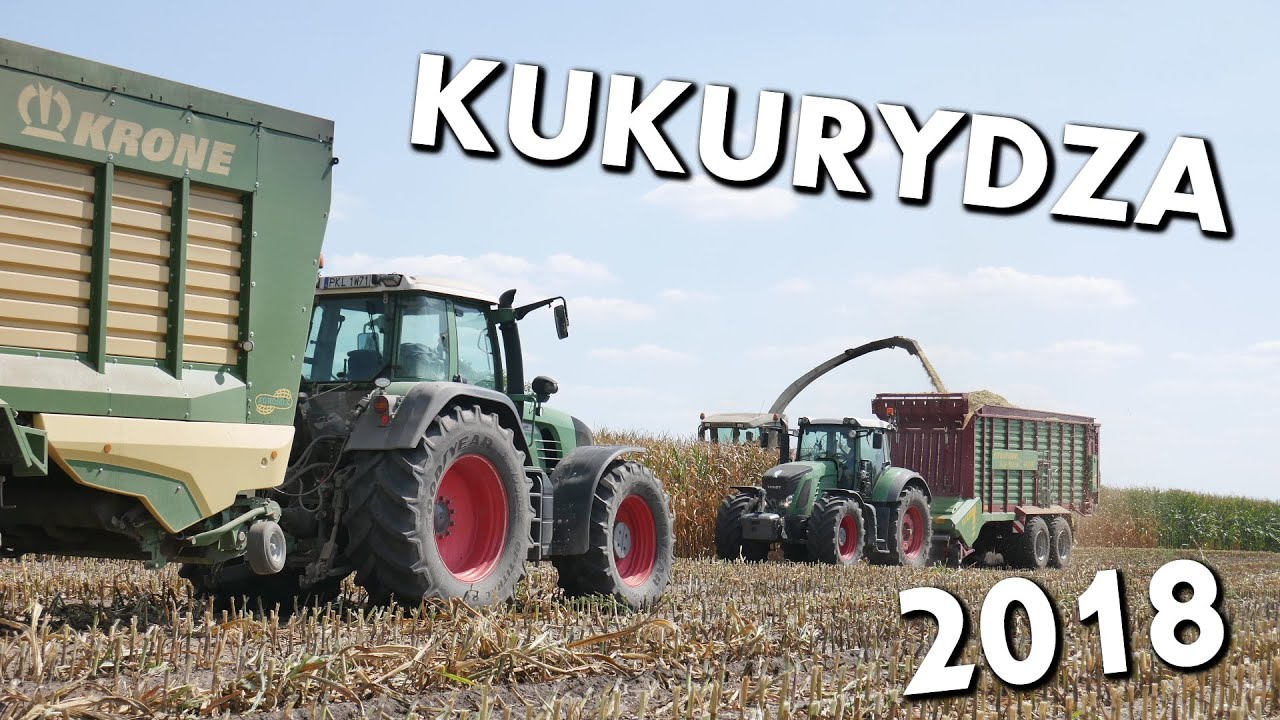 Kukurydza na kiszonkę 2018 NA WIĘKSZĄ SKALĘ ☆ Kukurydza wyższa od SIECZKARNI? ☆  GR Maciejewscy