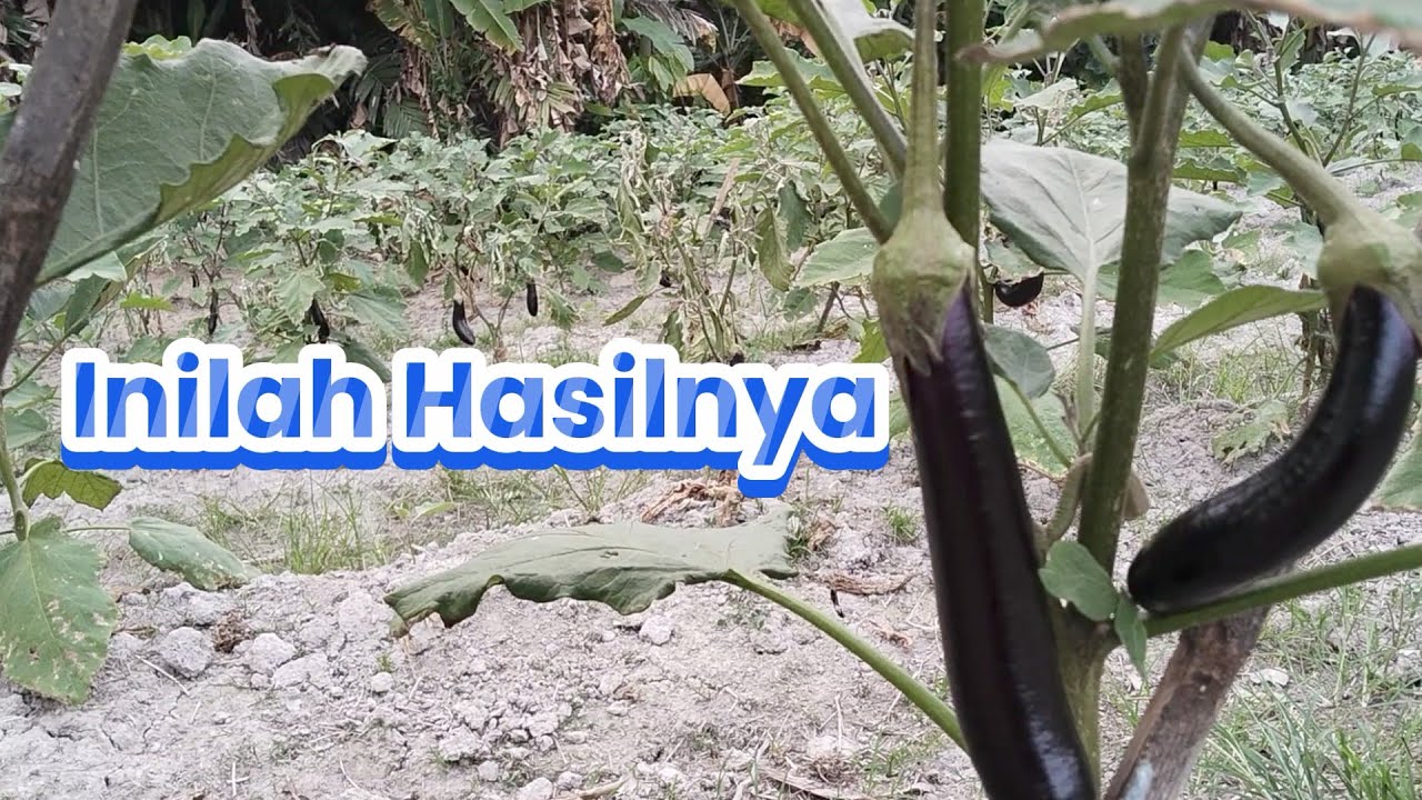 Mendekati Panen Raya 