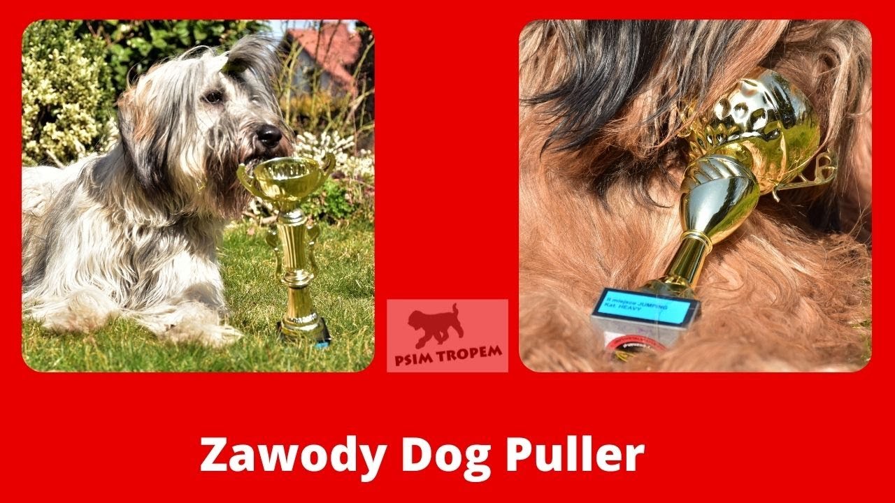 ZIMOWE ZAWODY DOG PULLER - Owczarek kataloński i Owczarek francuski Briard