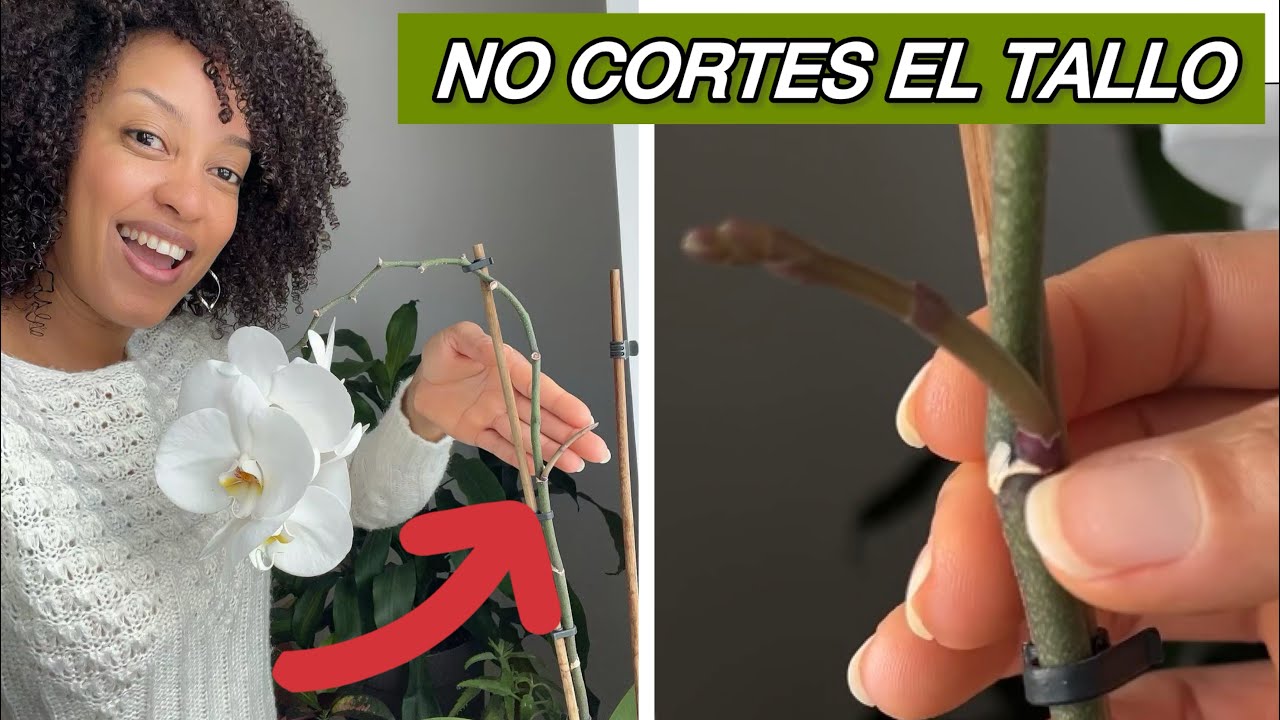 ¡No cortes el tallo de tu Orquidea! Asi lograrás una segunda floración fácil 