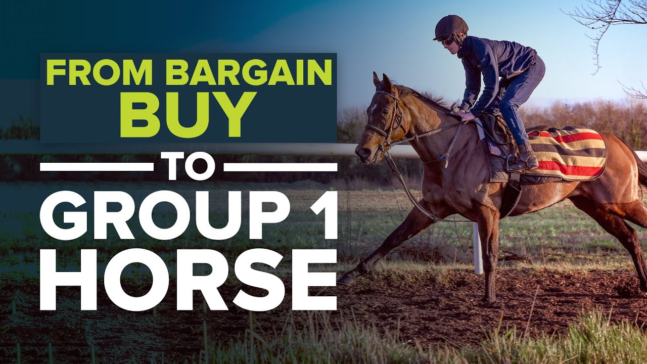 HOW TO TURN A £6,500 RACEHORSE INTO A GROUP 1 HORSE