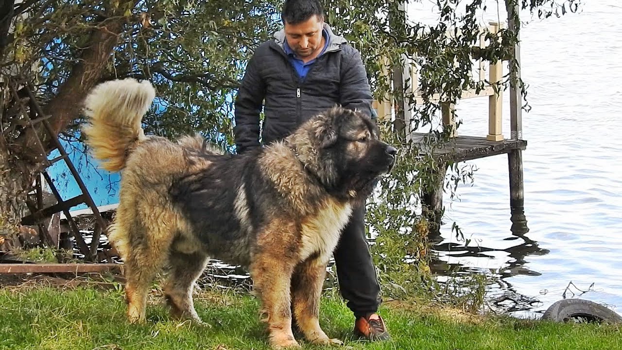URIASUL DARHAN, CEL MAI GROS CIOBANESC CAUCAZIAN PE CARE L-AM VAZUT! LA CANISA DE FUNDENI CAUCAZ.