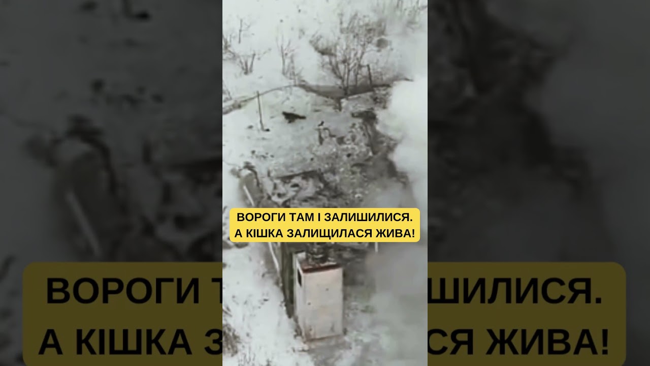 Бойова кішка привела FPV-дрон у лігво ворога! Окупантів знищено! #ЗСУ #ukrainewar