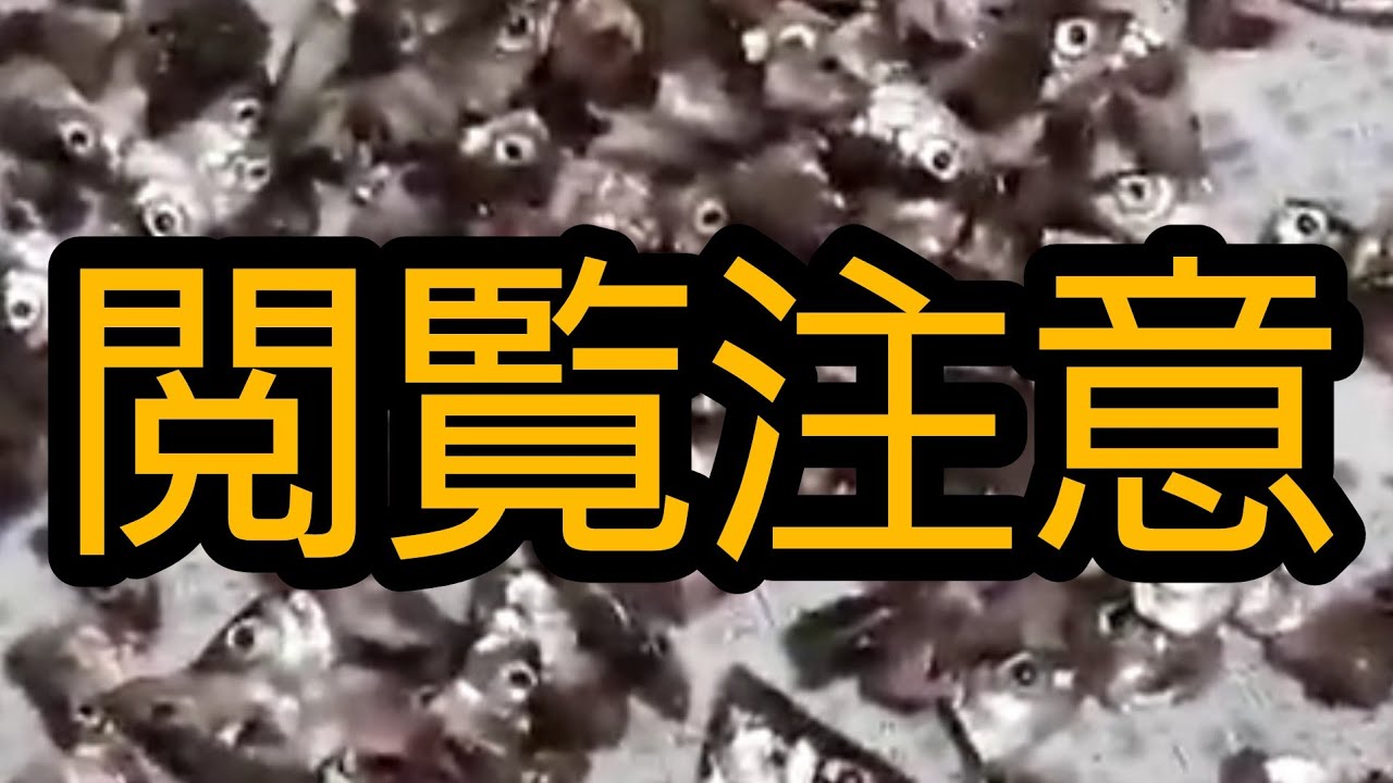 【観覧注意】ワカサギ針飲み込み対処法✂️