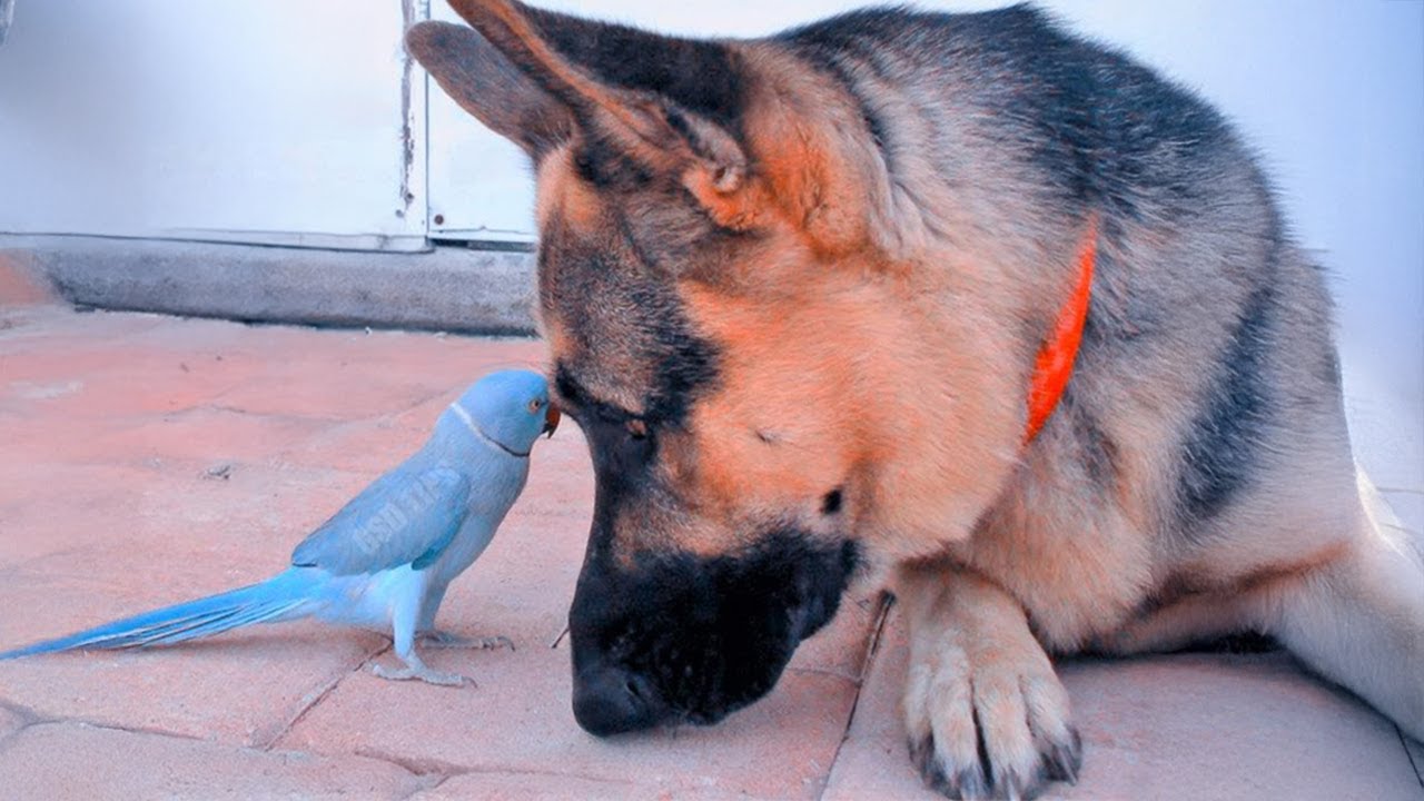 When Birds Insist on Being a Dog&rsquo;s Friend! 😂 Funny DOG and Friend!