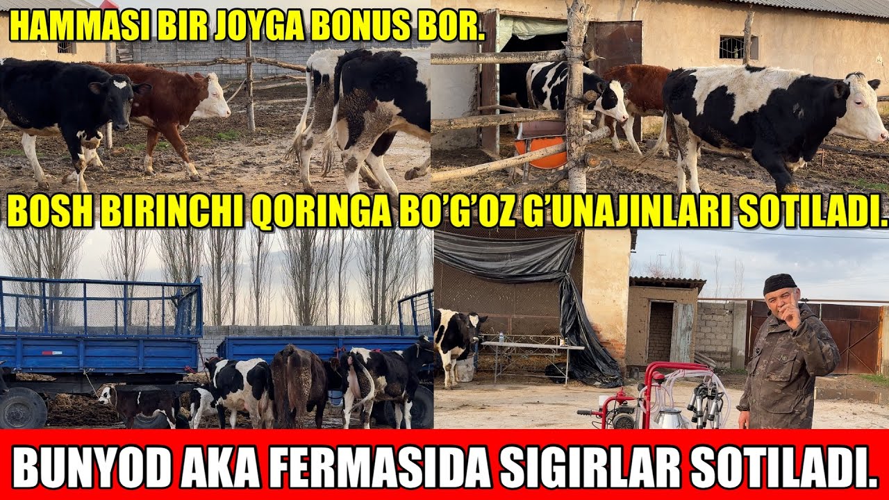 BUNYOT AKA FERMASIDA,ONA BOLA SIGIRLAR BIRINCHI QORINGA BO’G’OZ G’UNAJINLARI SOTILADI.