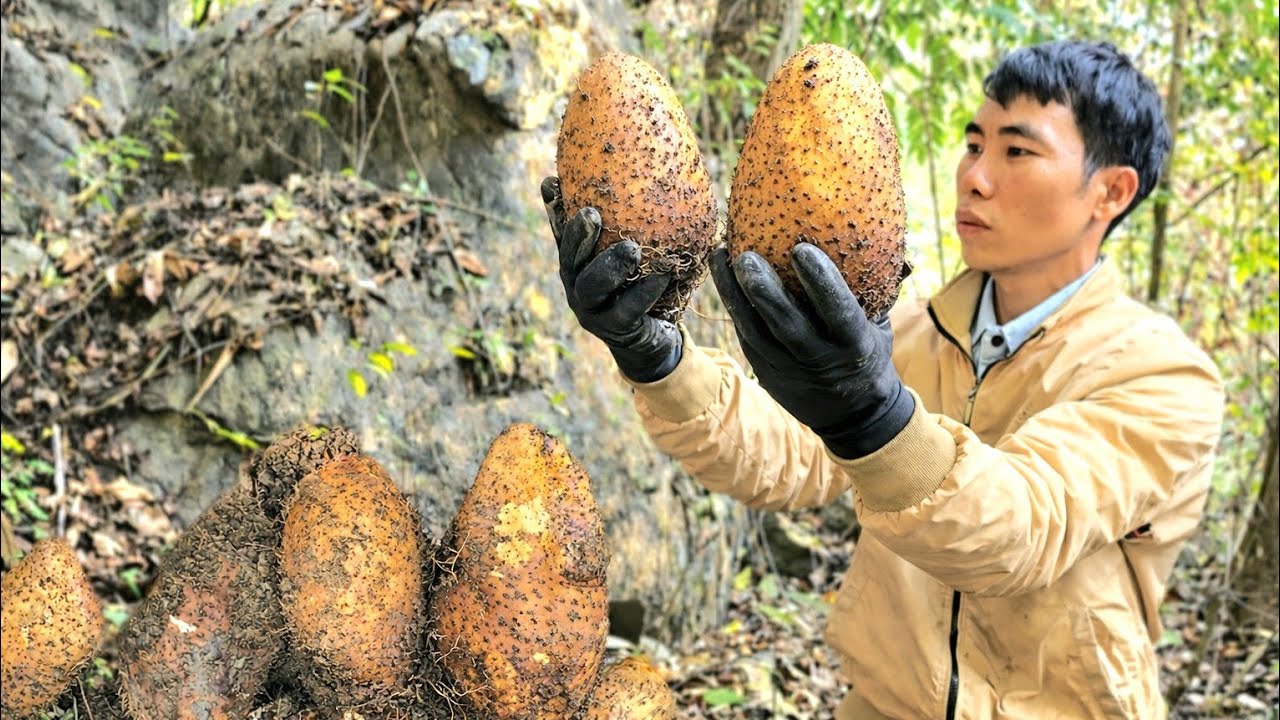 Harvesting wild potatoes – A simple gift from the mountains and forests
