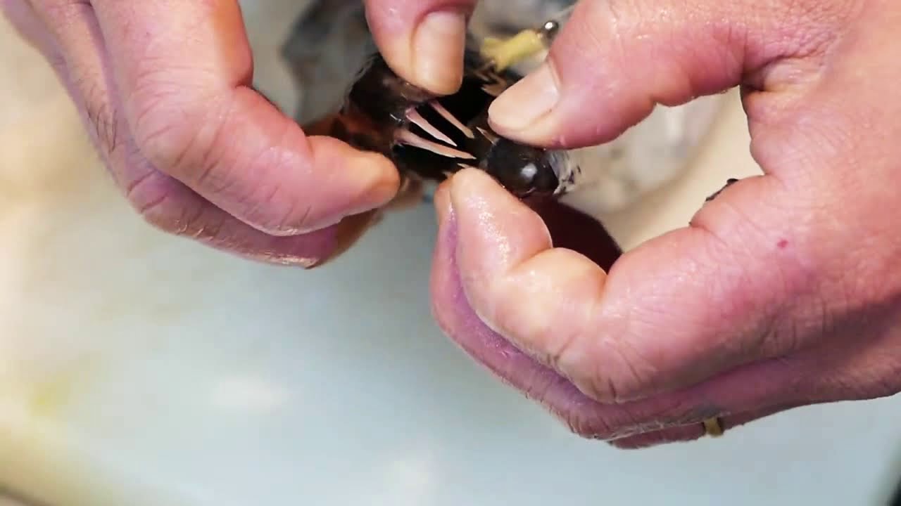 Comida De Rua Jap&atilde;o - Imenso Peixe Fita ( Street Food World )