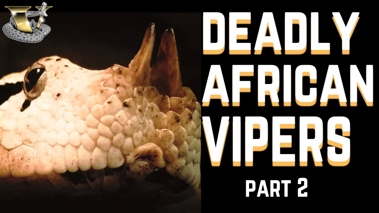 Ultimate Guide: Africa’s Most Dangerous Snakes