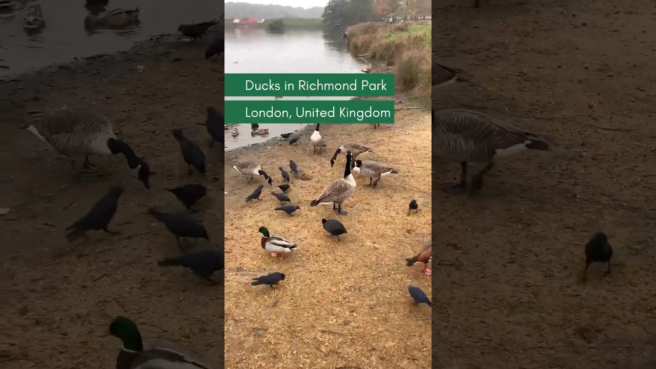 #ducks in #richmondpark &mdash; #london #england #wildlife #animals #richmond #nature #naturelovers #uk