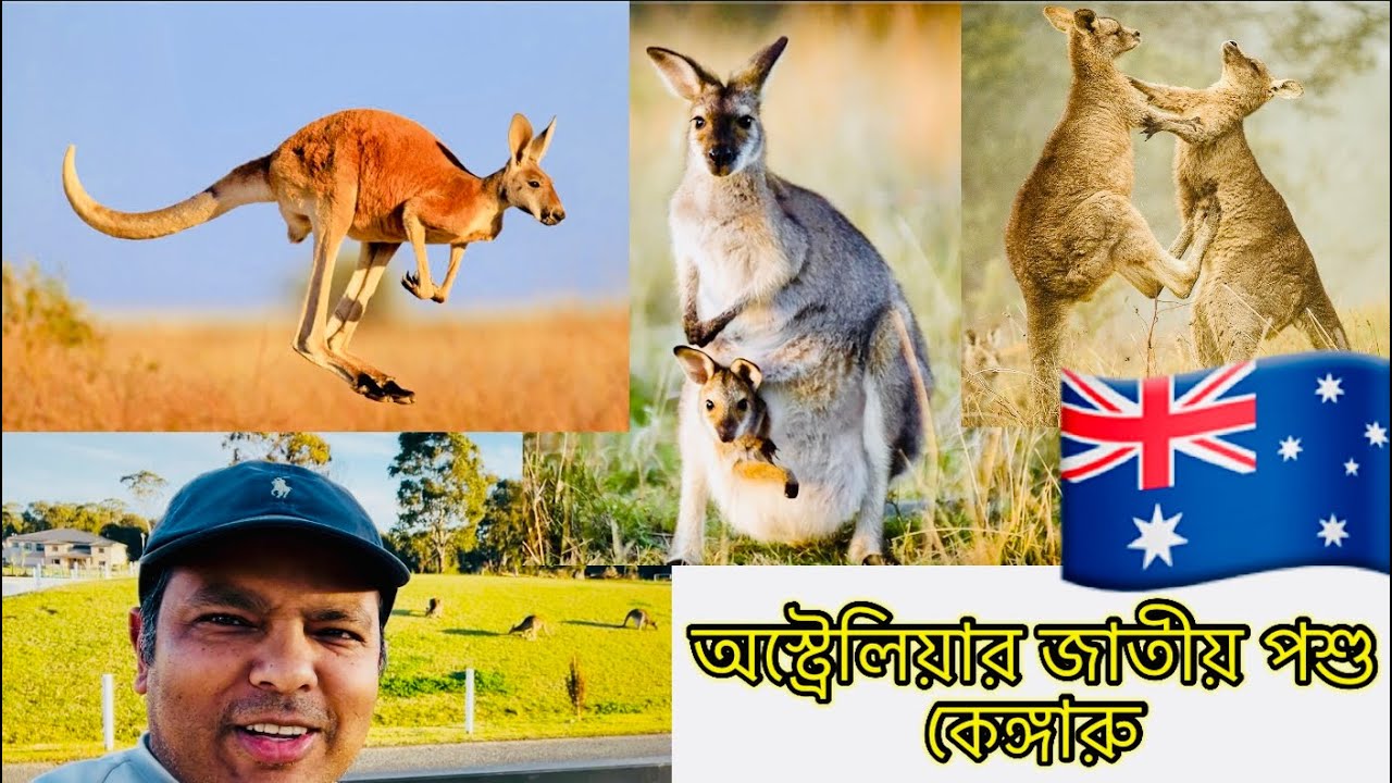 ॥অস্ট্রেলিয়ার নাম নিলে যে প্রাণীটির কথা মনে হয়॥Australian॥Kangaroo॥
