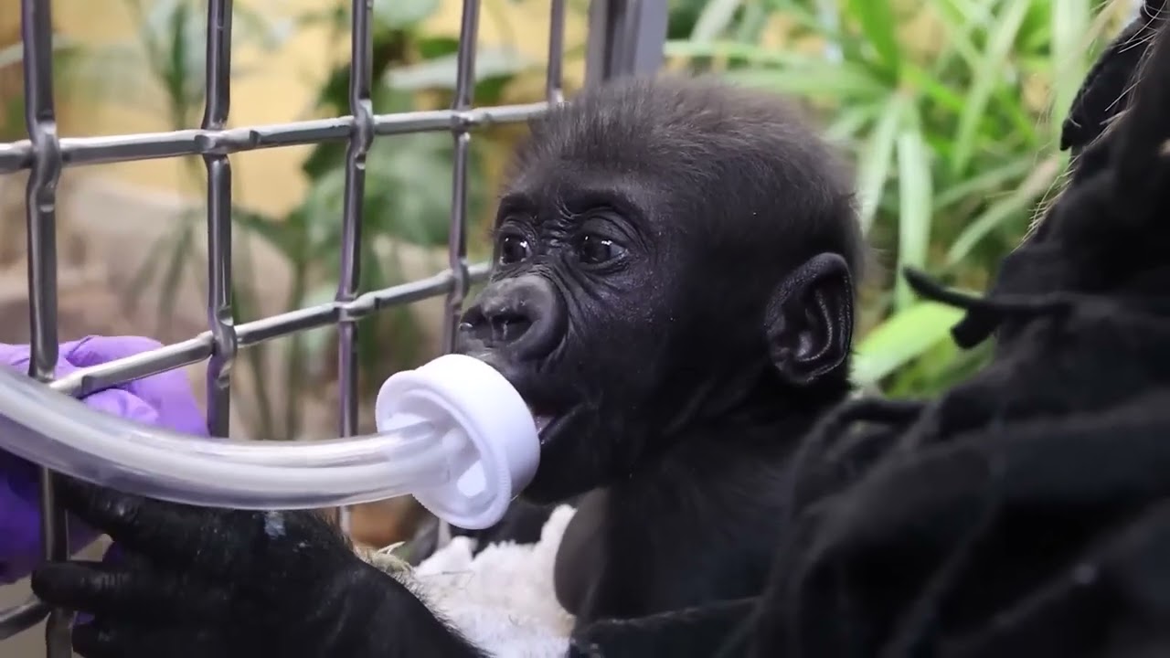 Cleveland Metroparks Zoo Updates Progress of Jameela the Baby Gorilla