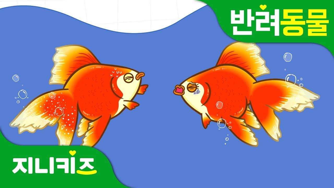 금붕어 살려! | 금붕어 키우는 방법 대공개! | 반려동물 | 동물박사★지니키즈