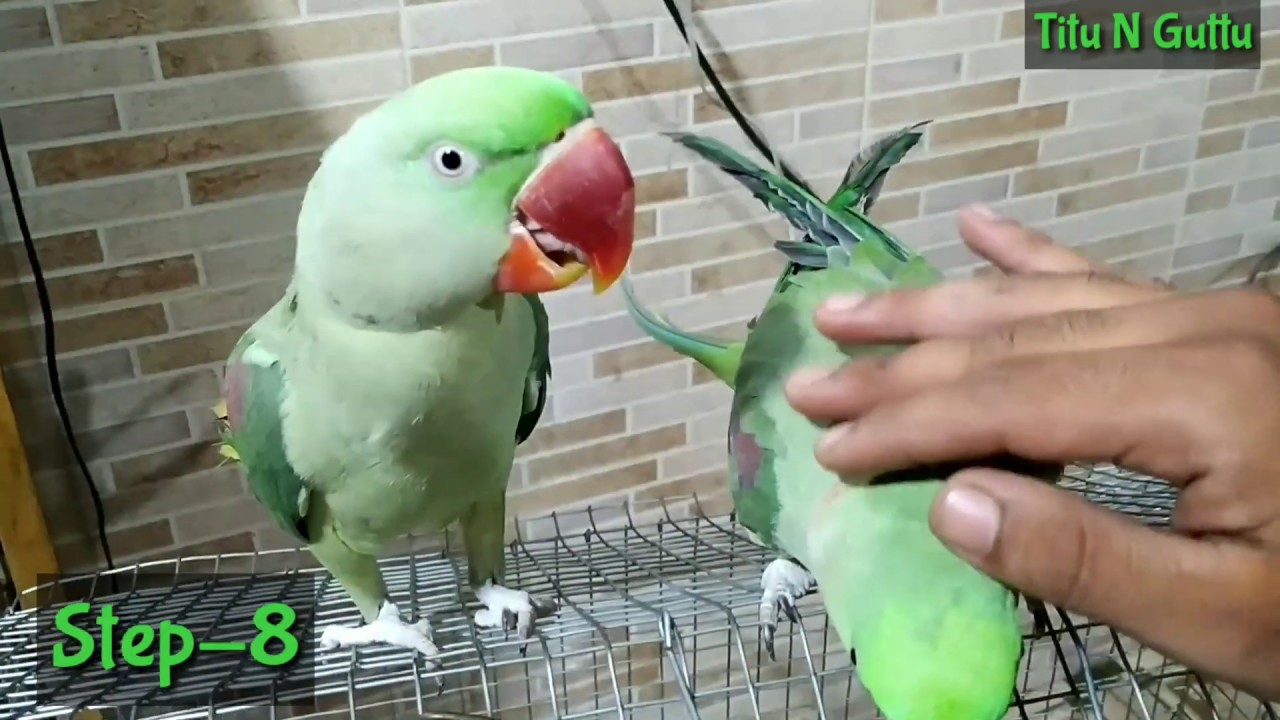 How to tame a Alexander parrot | tame any bird