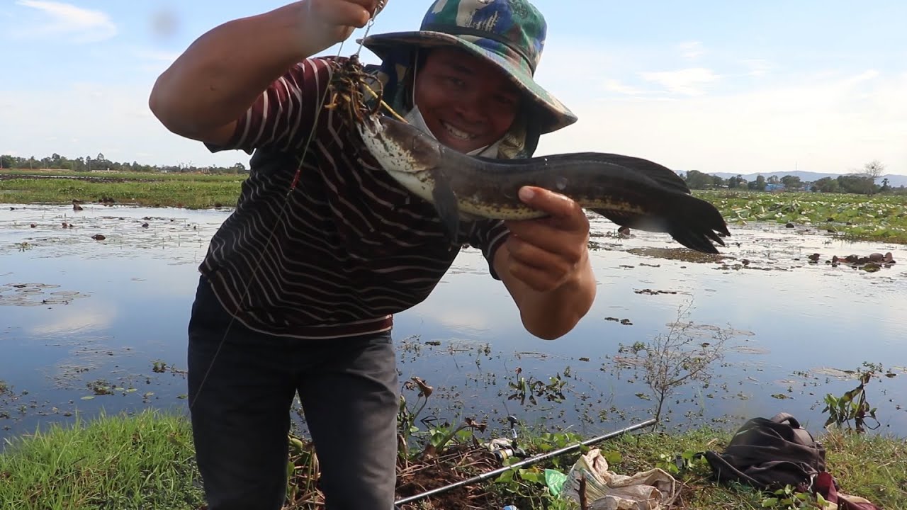 Best snakehead fish hunting in natural pond  with fresh frog bait - Fishing season Cambodia 2022