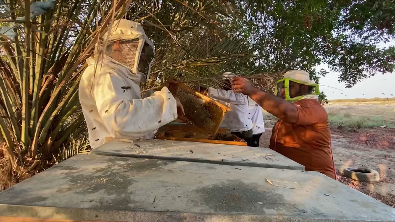 موسم عسل المانجروف ٢٠٢١