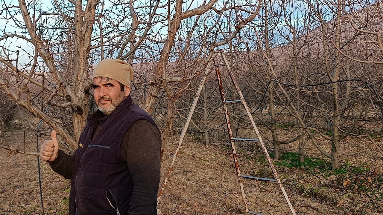 Erik Ağacı Nasıl Budanır? #çiftçilik