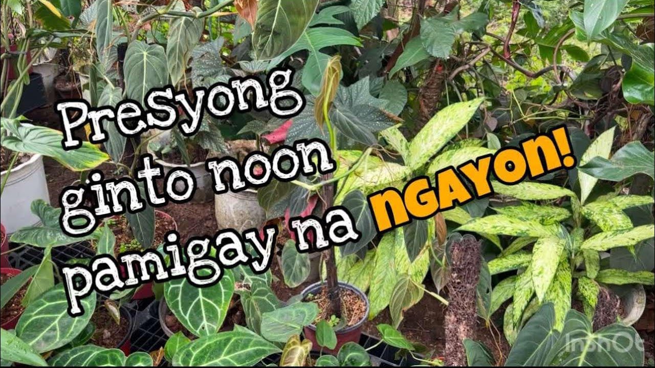 PRESYONG GINTO NO MORE NA!😲