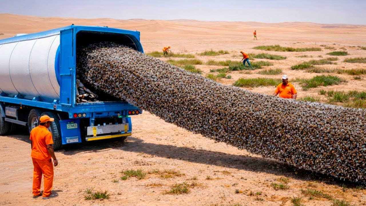 Des Millions D’Abeilles Congelées Libérées Dans Le Sahara — Résultat Après 1 An