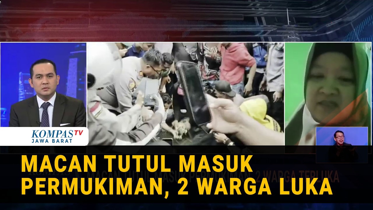 BBKSDA Jabar Ungkap Hasil Observasi Macan Tutul Masuk Permukiman: Sehat & Bisa Makan