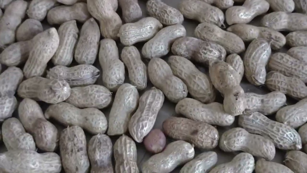 烤花生---閒來無事，烤1斤花生當零嘴吃！