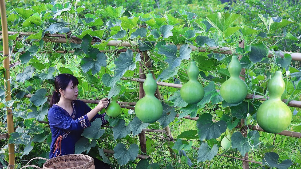 Vine full of gourd, made me wants to make so many yummy gourd treats葫芦藤上长满了葫芦，挑几个嫩的做一桌美食丨Lizhangliu