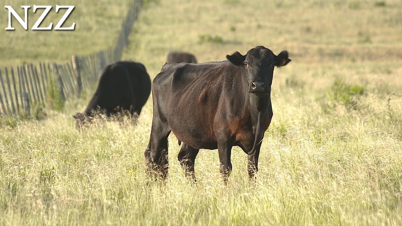 Natur pur: Uruguays Rinder ohne Antibiotika und Hormone - Ausschnitt einer Doku von NZZ Format.