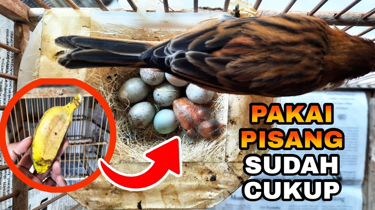 BONGKAR RAHASIA BIAR TELUR KENARI KELUAR BANYAK..