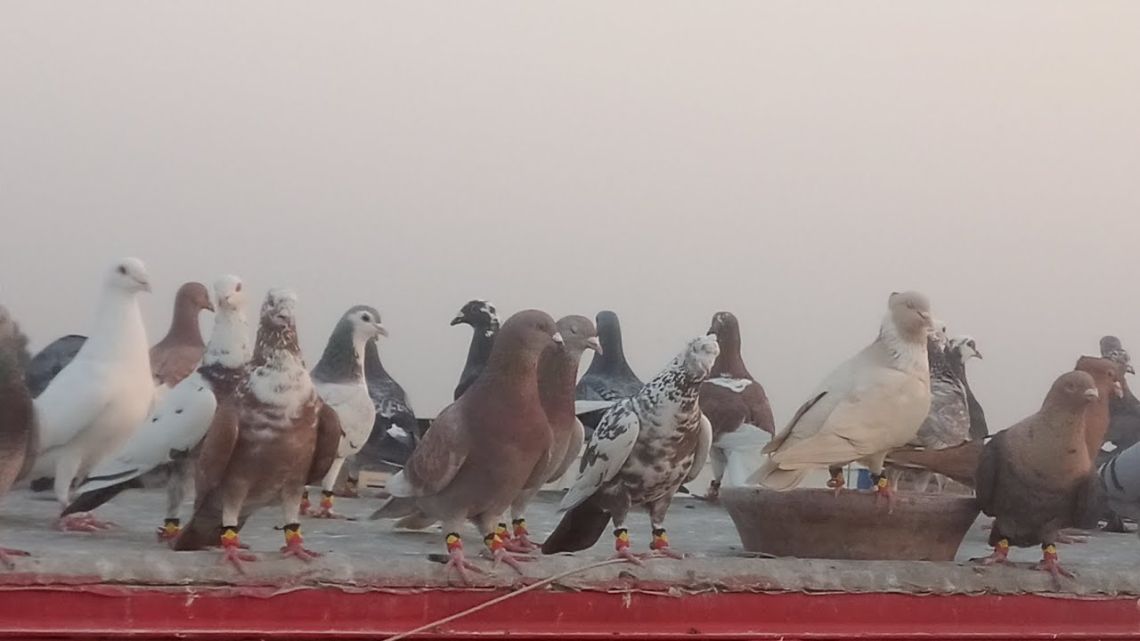 Kbootar Bazi Pigeon Ka Shooq کبوتر بازی لڑائیاں کا شوق 