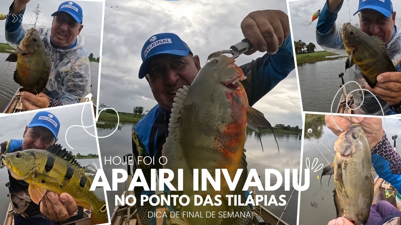😅HOJE FOI OS APAIRIS QUE INVADIRAM MINHA PESCARIA! NÃO DEIXARAM A TILÁPIA ENCOSTAR!😅