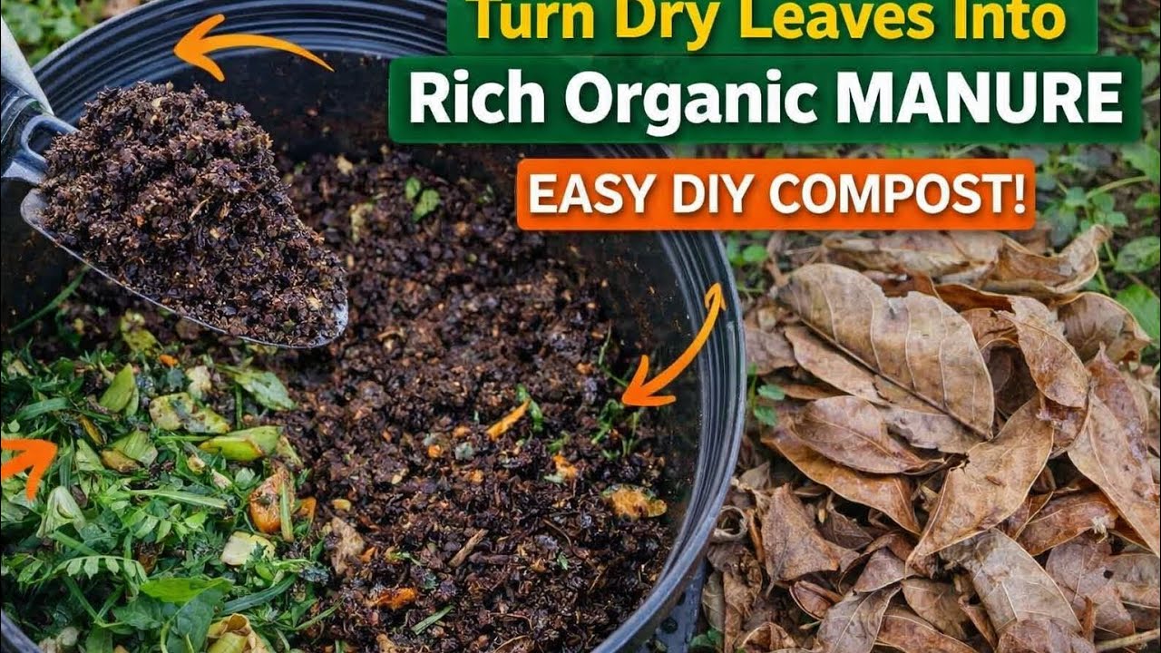 “Turn Dry Leaves Into Rich Organic Manure  Easy DIY Compost!” 🌱🍂 