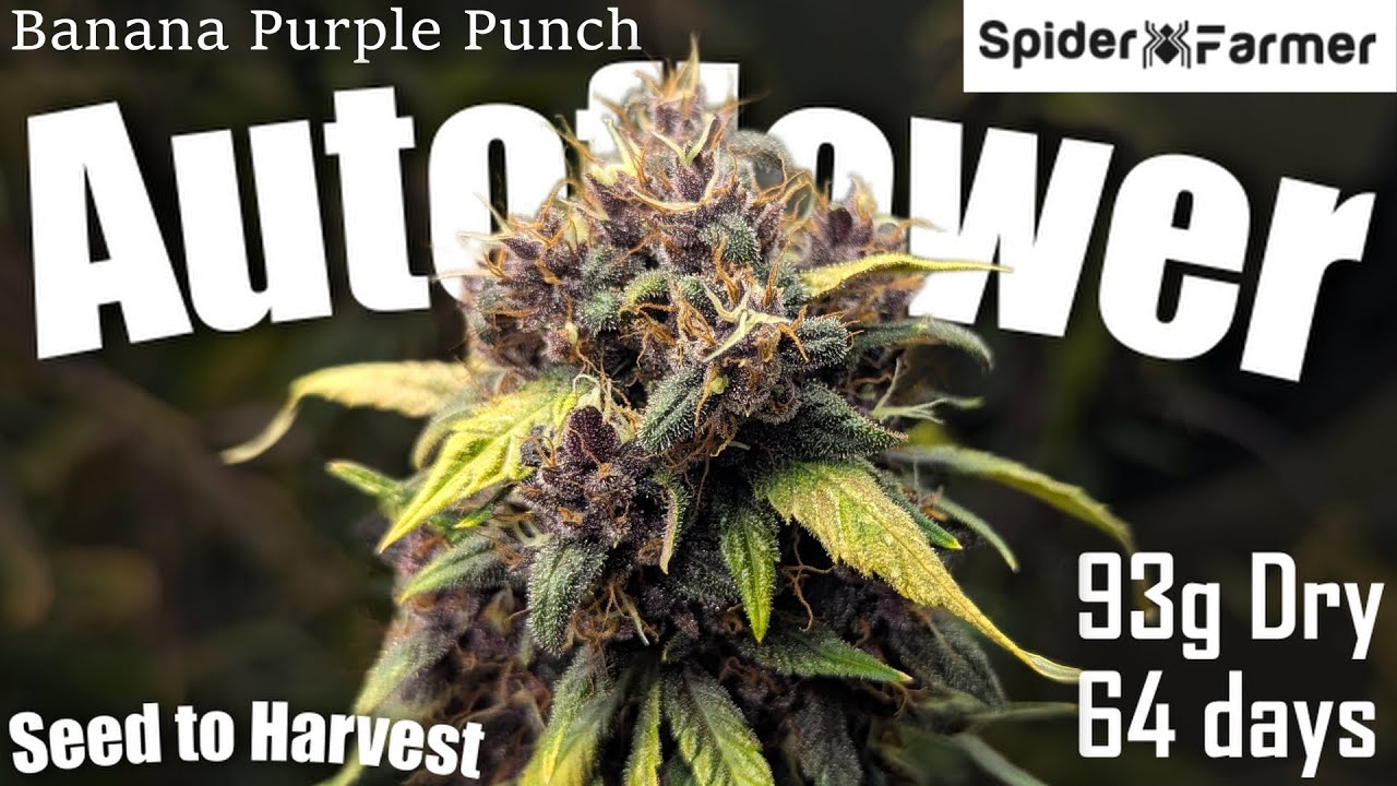Timelapse -93g Autoflower- Seed to Harvest - Banana Purple Punch Fastbuds - Spiderfarmer SF4000