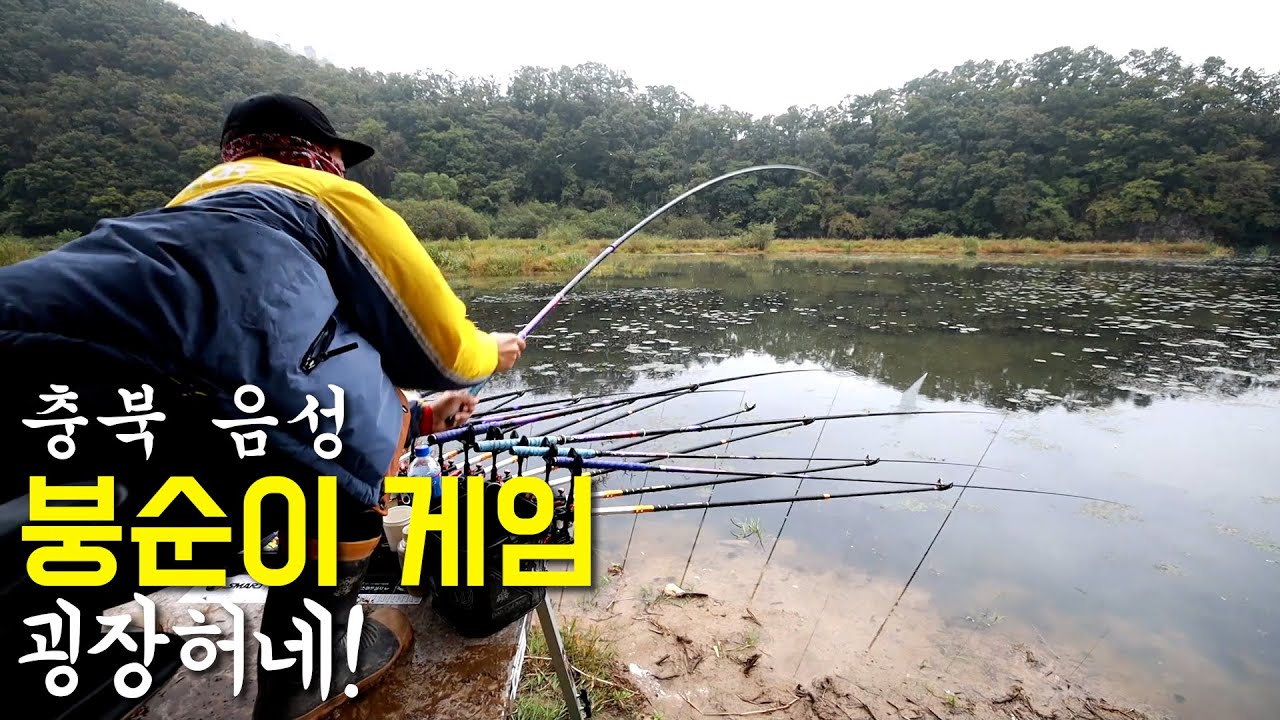 충북 음성 붕어 국내최고 인정! 찌올림,체색,체고,파워 뭐하나 빠지는게 없습니다.(이벤트)