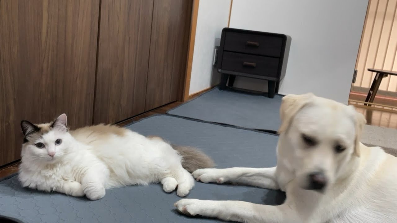 犬と猫の女子会はこちらになります