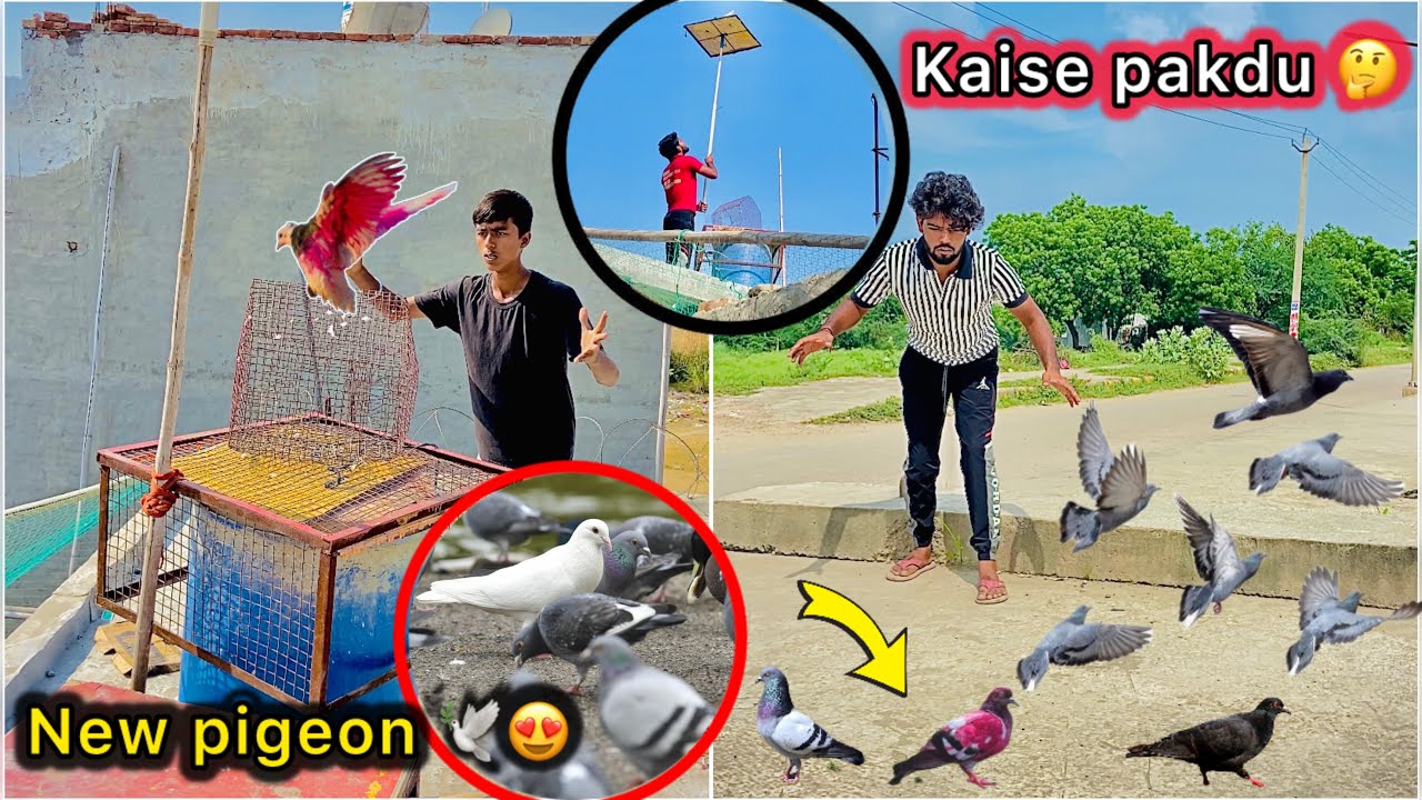 Road Per mila Tounament wala kabutar 😮 || Try to catch Colorfull pigeon 😍