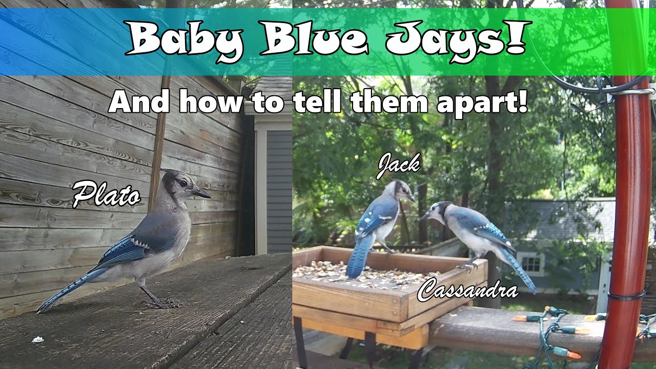 Feisty Baby Blue Jays - And How To Tell Them Apart!