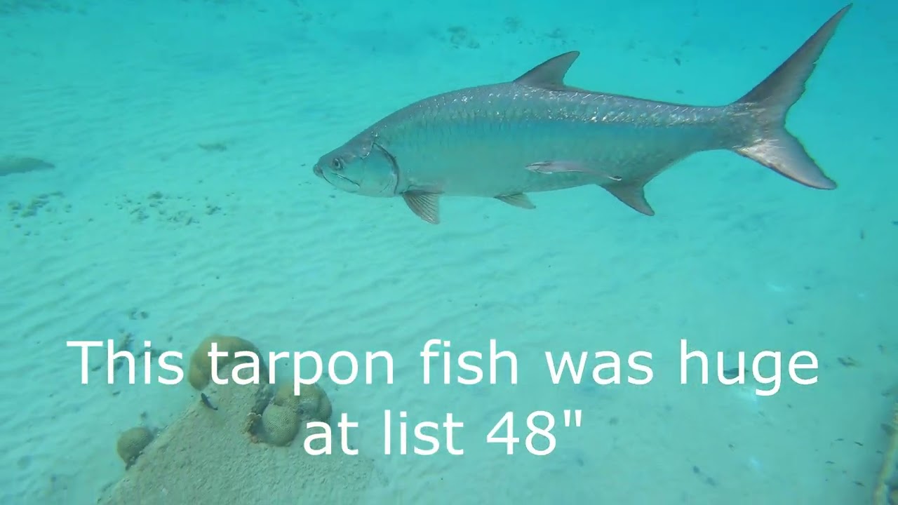 Carribean island Bon Air one of the best snorkle in a world