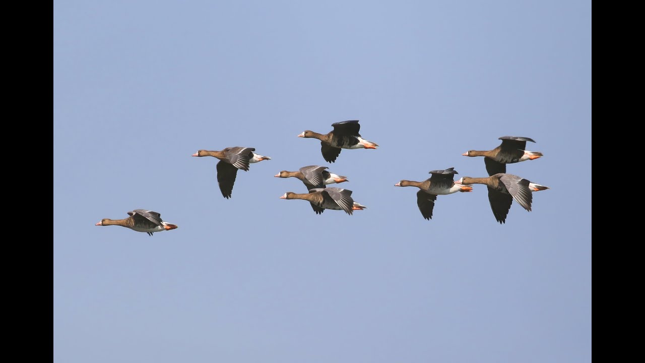 White fronted Goose