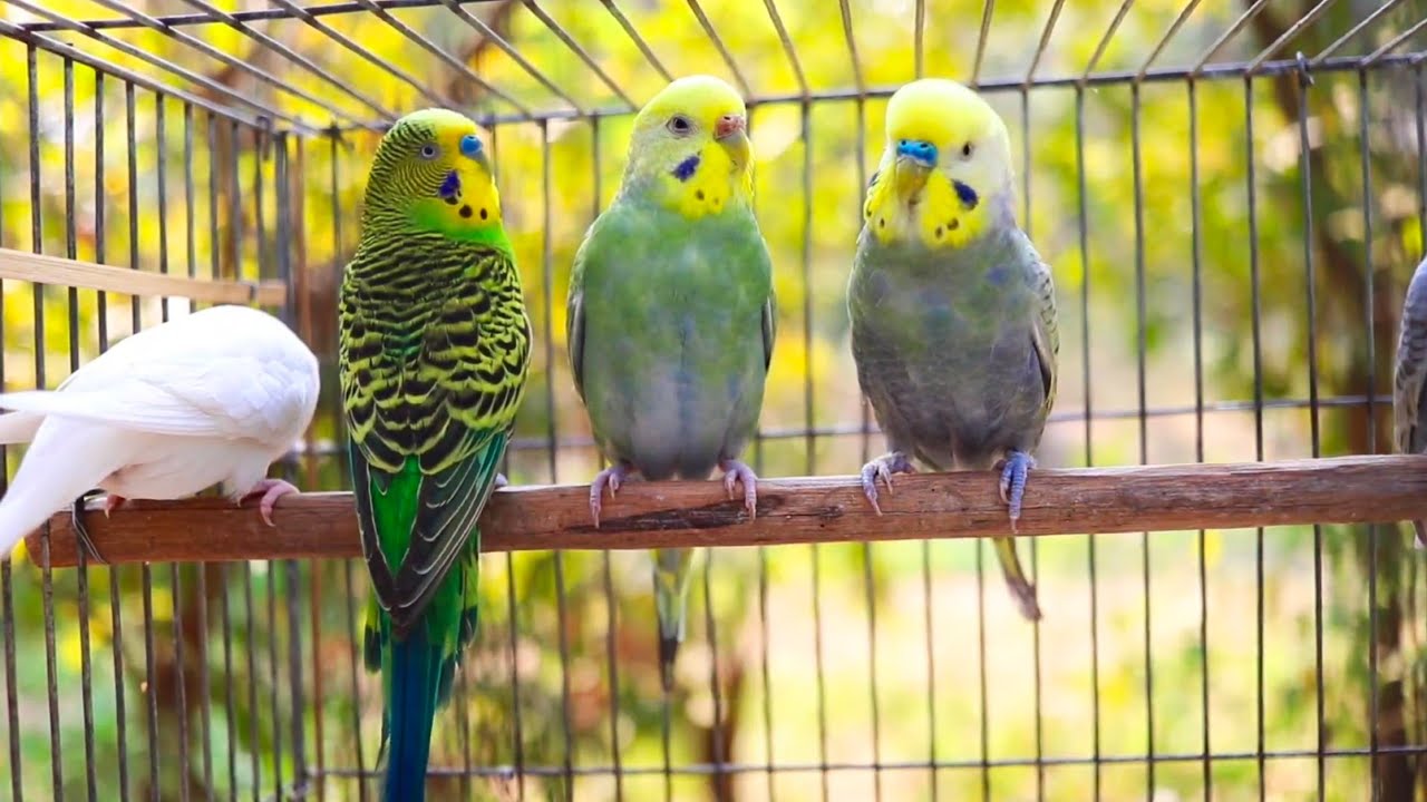 Beautiful budgie singing and talking!! 🥰🦜