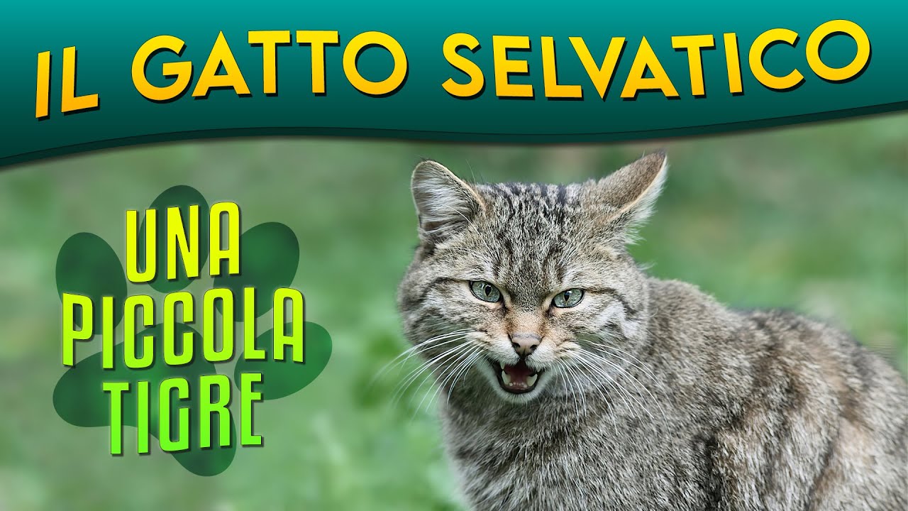 Il Gatto selvatico: una piccola tigre ► Puntata 33