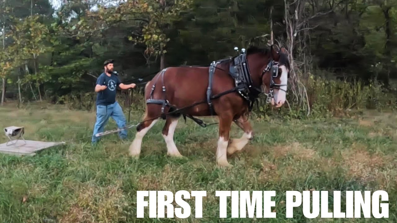 WHY HARNESS? Clydesdale Horse Training Progress
