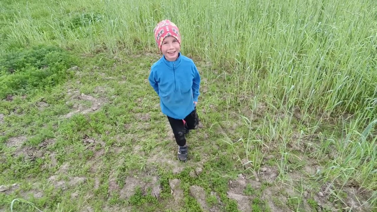 Żyto krzyca, orkisz i krowa. Ignacy mówi jak jest😀🧑‍🌾