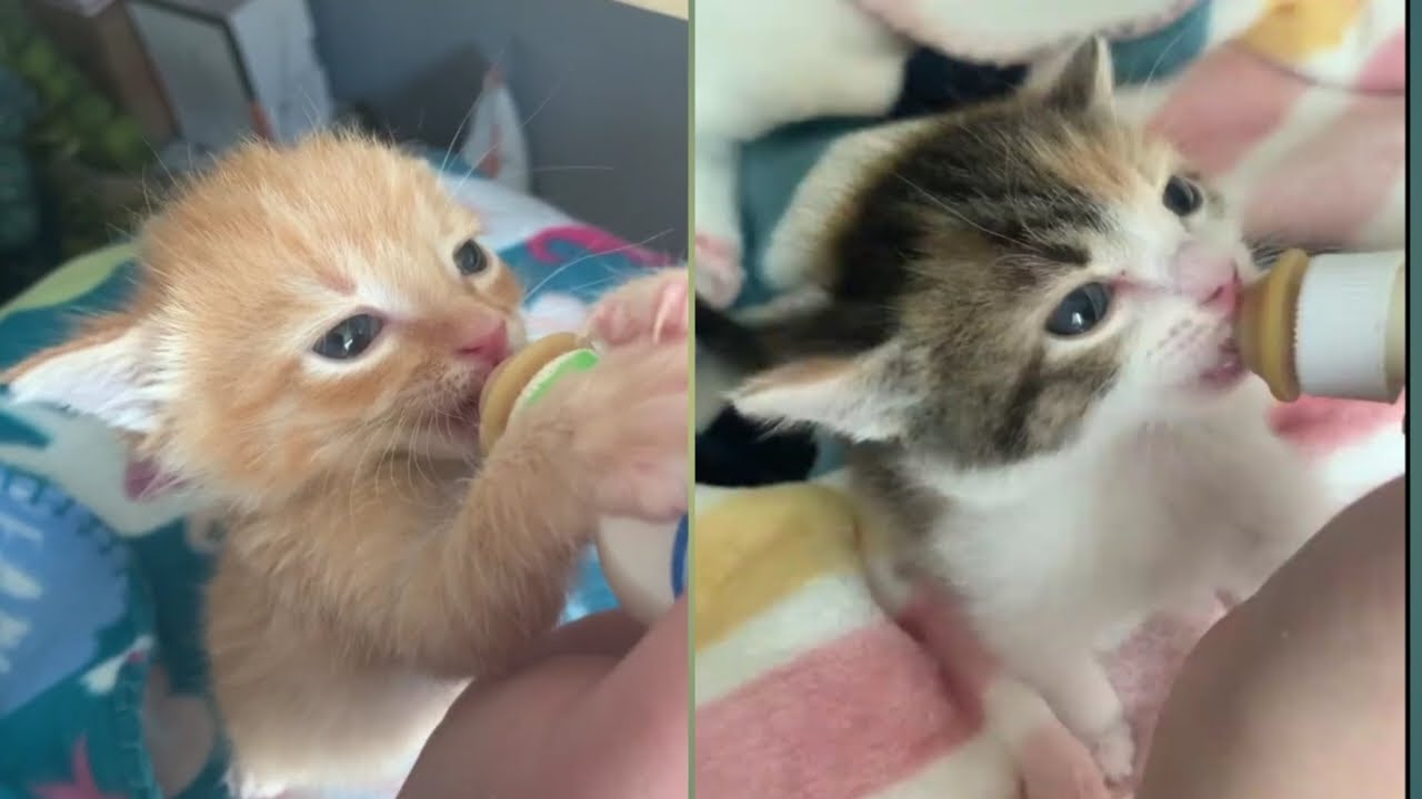 kitten bottle feeding || Hungry kitten feeding || bottle feeding - bottle feeding baby cats 2022