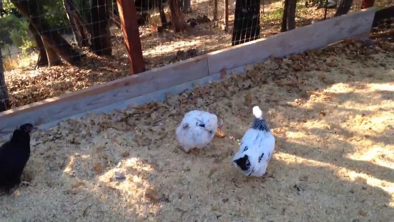 My Nephew's Chickens