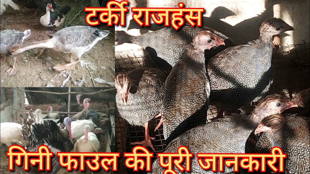 गिनी फाउल मुर्गी पालन / साथ में टर्की और राजहंस रखें / पैसे जरूर आएंगे / tharki palan / chini murgi