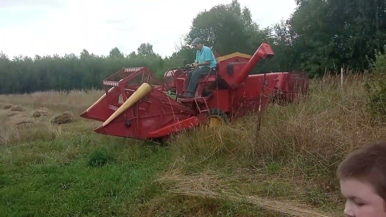 Pierwsze żniwa wlasnym kombajnem. Massey Ferguson 30 w akcji.