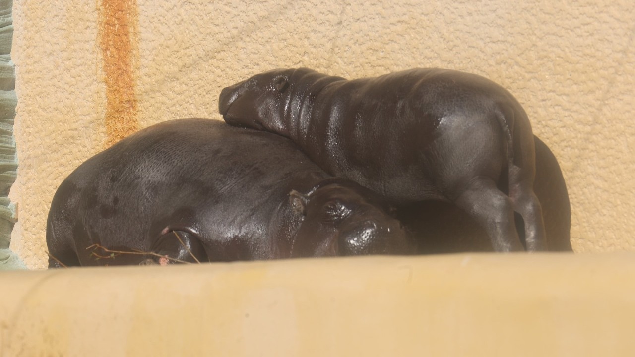 コビトカバ🦛ママに顎を乗せて甘えるコブシくん😊