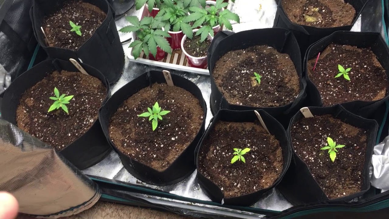 Popping Seeds- Method I Like Best.