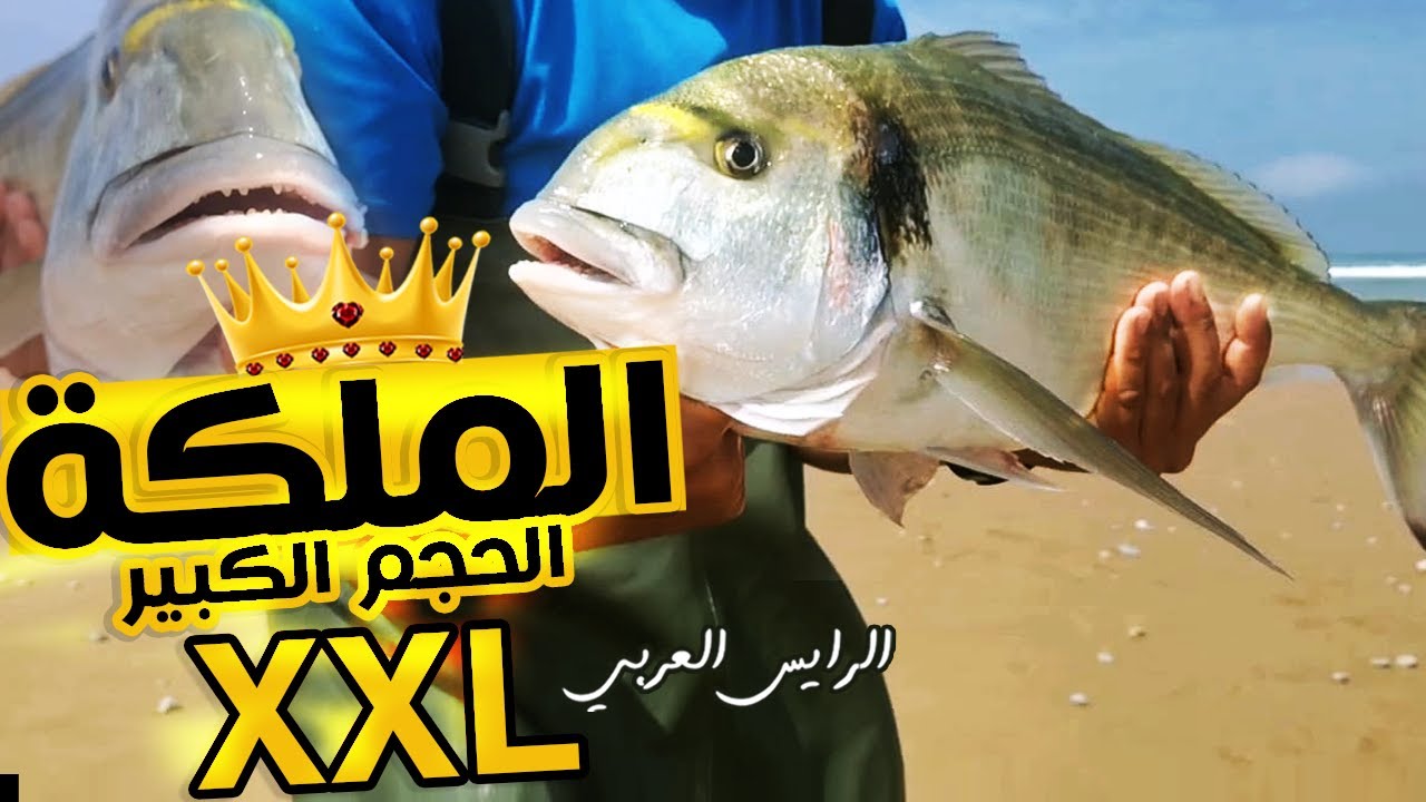 صيد سمكة الزريقة XXLبطعم عقريش الرملي  بالسورفكاستينغ +معدات الصيد Tamari🎣🎣😲👌👌 تماري أرض الوحوش